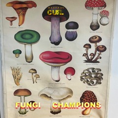 Magical Fungi Champs