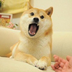 doge doge doge (prod me)