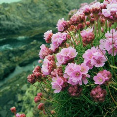 إِنَّمَا الْحَيَاةُ الدُّنْيَا لَعِبٌ وَلَهْوٌ ۚ _تلاوة هادئة من سورة محمد