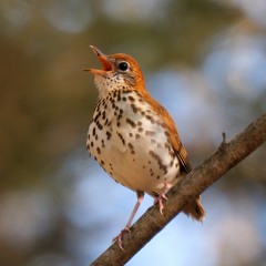 Wood Thrushes, Forest Drip and Crickets