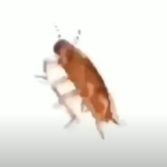 bruhcockroach