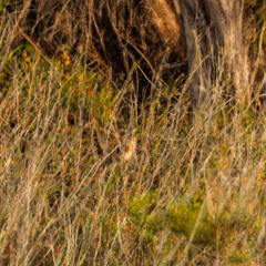 Whispers, for string quartet