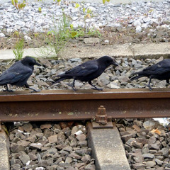 Crowsight