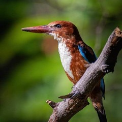 سورة ابراهيم  ١٩٦٦ من مسجد أمين سعيد بولاق .