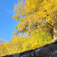 "Summertime" cover by Pavasaris Music (Asnāte)