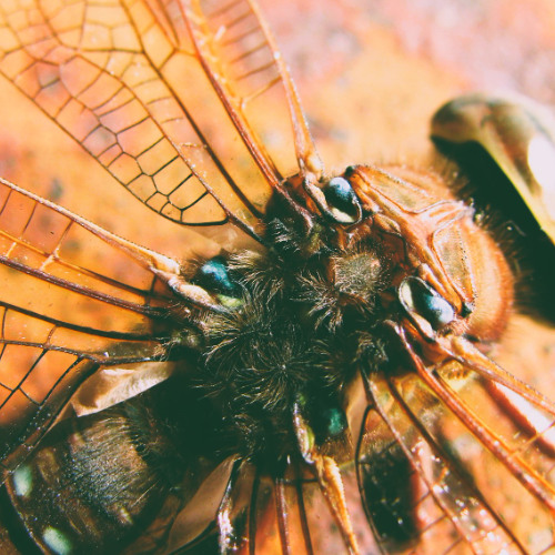 Kristel Mägedi - Ürglinnu äpardus