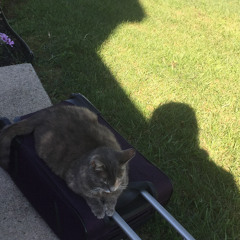 fly away glitter (2014)