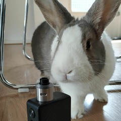 Audition #5: Nicotine Rabbit ("Mambo Number Nicotine")