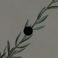 Harpyia (Short Version)