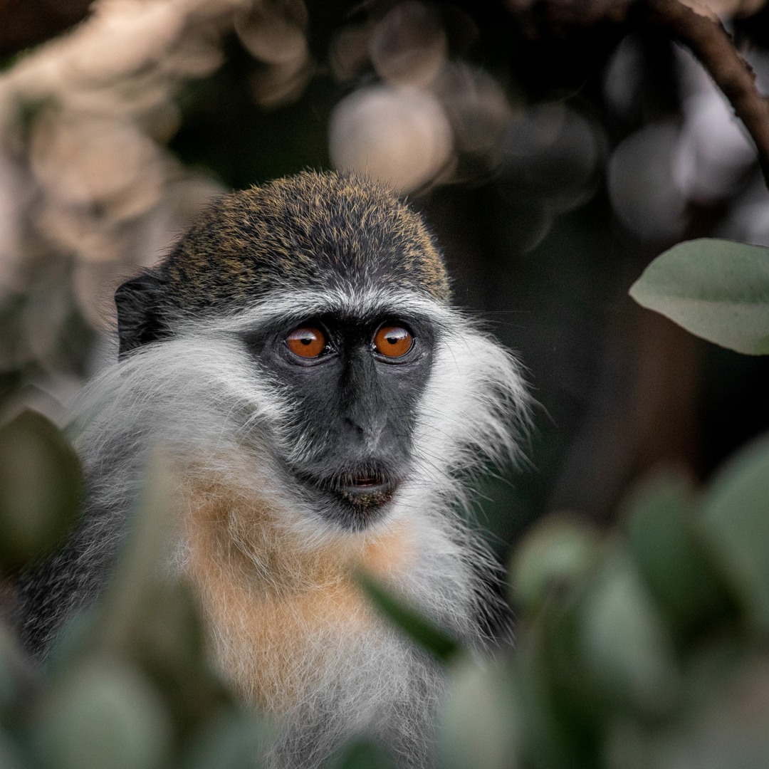 Stream Vervet monkey sounds by George Vlad | Listen online for