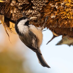 Panhandle Afield: Fall Bird Migration