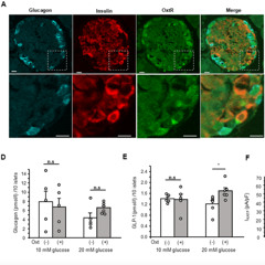 New Hormonal Pathway Links Oxytocin to Insulin Secretion in the Pancreas