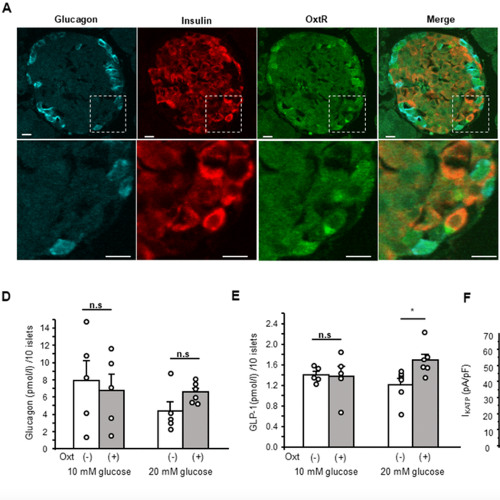 New Hormonal Pathway Links Oxytocin to Insulin Secretion in the Pancreas
