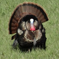 Nebraska Master Naturalists & Learn to Hunt Turkey