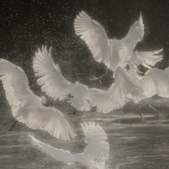 NKY & Cellaire - White bird