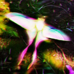 Shyntwirl - Shiny Moth (PROD. Shyntwirl)