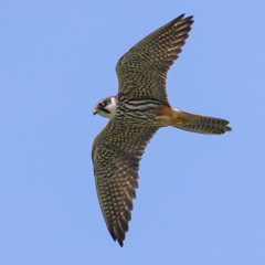 A Hobby calling