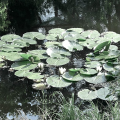 vattenlilja