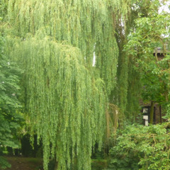 Trauerweide Ruhe