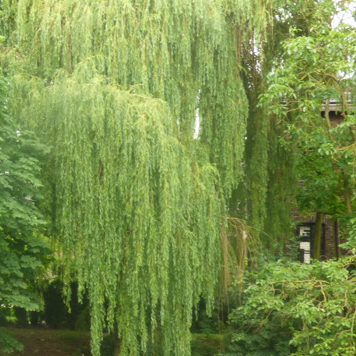 Trauerweide Ruhe