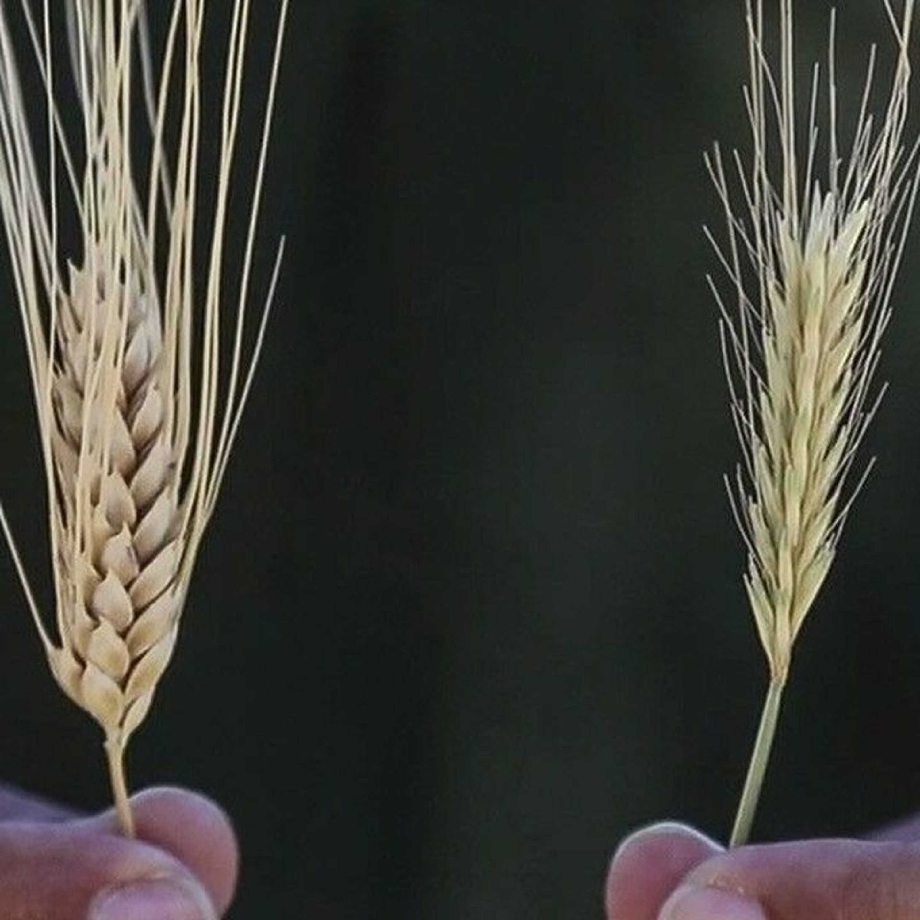 "TRANSHUMANISM, SYNTHETICS & THE REAL ID"- Future Markers Of The Beast