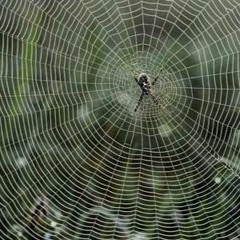 Dreams Are Weaved With Spider Silk