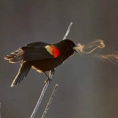 Creep Cover by Sylvie Songbird