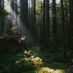 FONZ - Liquid Forest