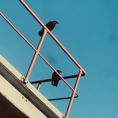 evening -> expensive