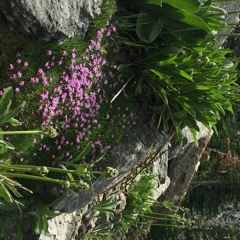 Pinback Grey Machine Cover & Jam(first half)