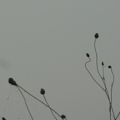 Ut [disquiet0507]
