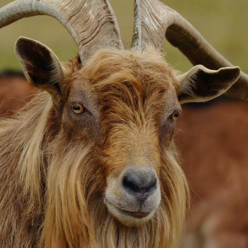 Treizième épisode : le BOUC à l'estampille et Laborde au firmament