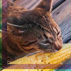 corn teen meow mixes