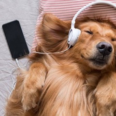 MF(Music Fein) prod me