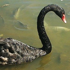 Mysterious Bass in Your Face Vol. 2 (Wilswanya) (2023-03-28)