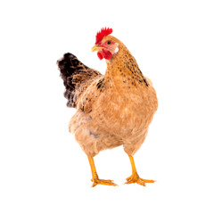 Serum 2 Chicken Cluck Beat