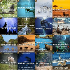 Wildlife NATURE SOUNDS