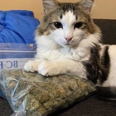 Bāndz up (Astral)