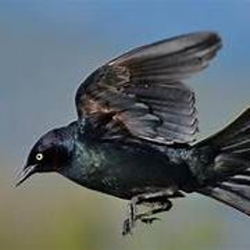 black bird