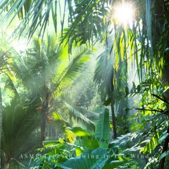 ASMR the Sun in the Windy Forest