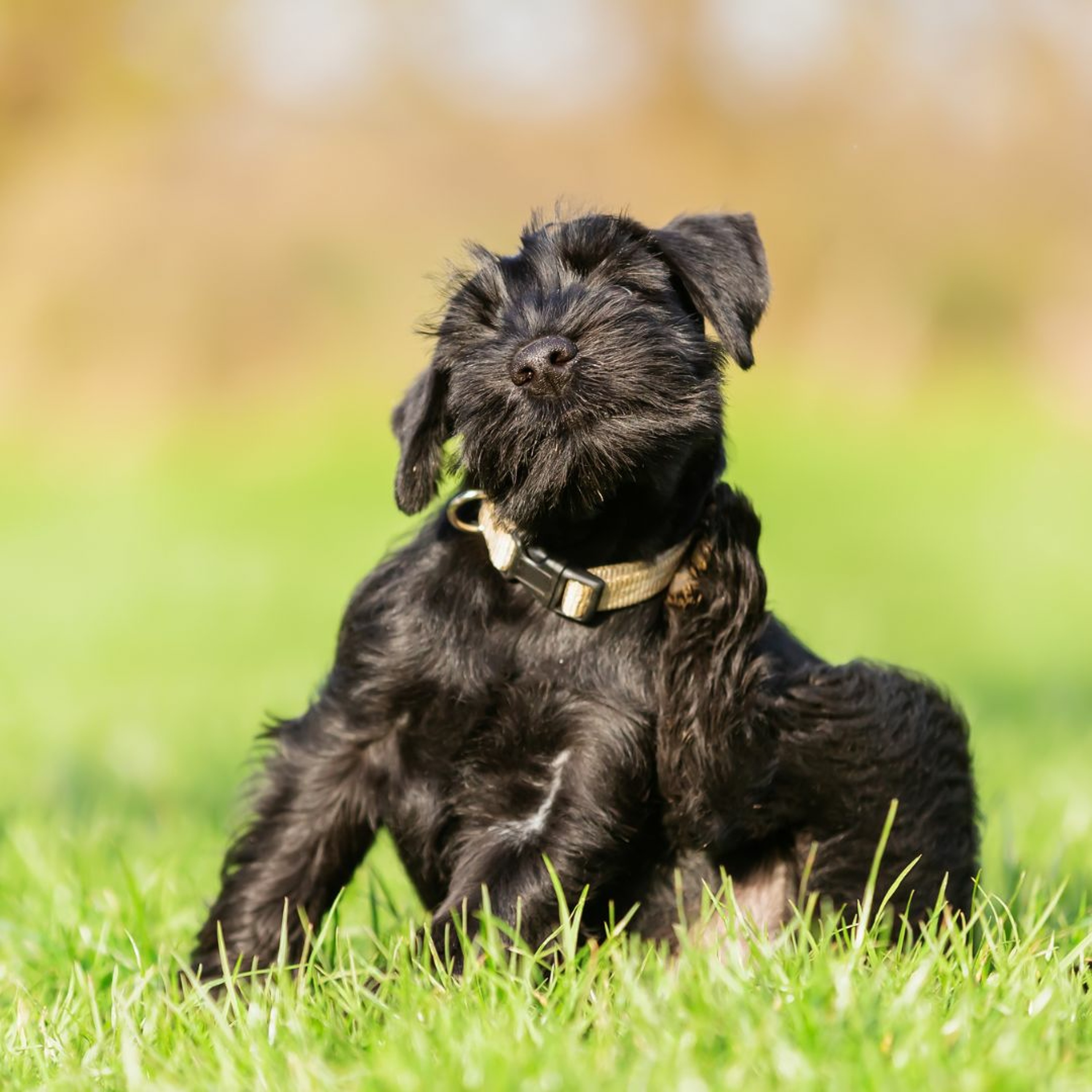 When to Reach for Apoquel or Cytopoint––And What About Puppies? episode artwork