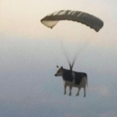 extraordinary cow