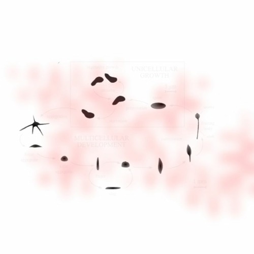 chaos discoideum