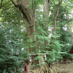 まれびと (reprise)