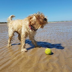 没にしたサマーソング