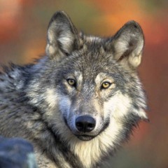 To Be a Wolf... (Grade 1.5)- MIDI Demo