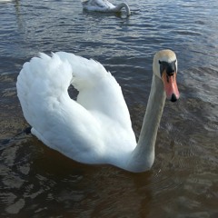 Groovy Tech House Mix (Wilswanya) (2023-06-09)