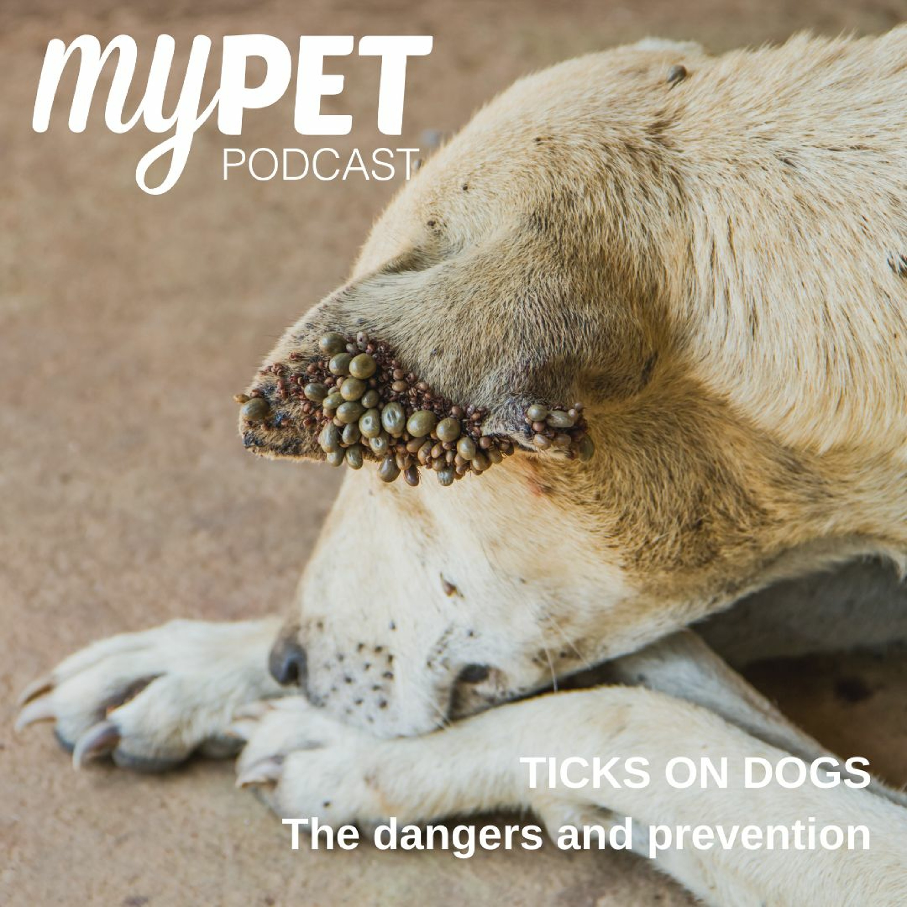 Ticks on Dogs: The dangers and prevention episode artwork