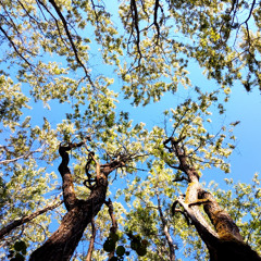 ACCACIA