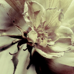 徒花 / Gama.